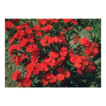 Blumen des China-Rosas (Dianthus chinensis) Individuelle Einladungen