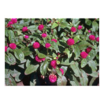 Blumen des Kugel-Amarants (Gomphrena Globosa) Ankündigungen