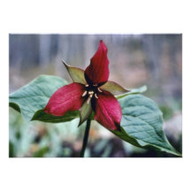 Blumen des roten Trillium (Trillium Erectum) Personalisierte Ankündigungskarte
