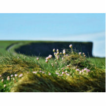 Blumen durch das Meer nahe Kilrush Irland Fotostatue