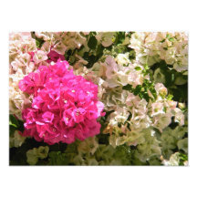 Blumen Foto