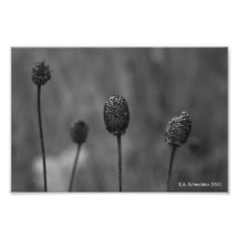 Blumen-Hauptnahaufnahme durch E.A. Schneider Photodruck