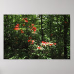 Blumen in einem Forrest Posterdrucke