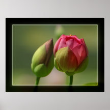 Blumen-Knospen Posterdrucke