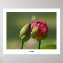 Blumen-Knospen Posterdrucke