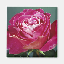 Blumen-Magnet Magnete