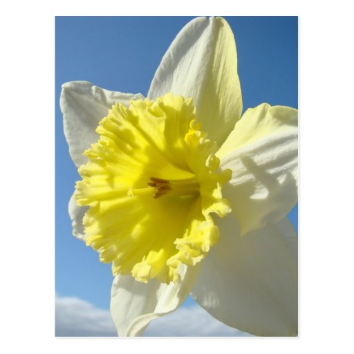 Blumen-Narzissen-Postkarte OSTERN-Postkarten-11