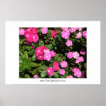 Blumen Posterdruck