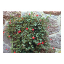 Blumen Zypresse-Rebe (Ipomoea Quamoclit) Personalisierte Ankündigungen