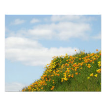 Blumennatur Fotografie-Mohnblumen-Blumen-Wolken-Hi