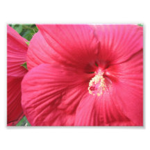 Blumenphotographie-Druck