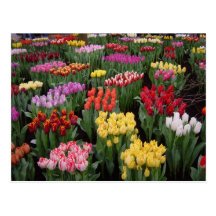 Blumenpostkarte 71