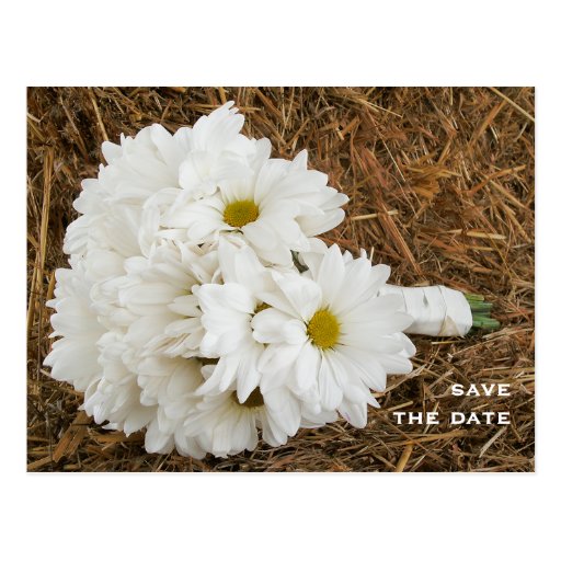 Blumenstrauß der Gänseblümchen auf einem Ballen He Postkarte