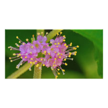 Blüte Foto Grußkarte