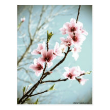 Blüten im Frühjahr Postkarte