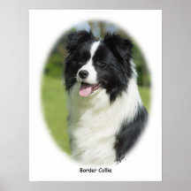 Border-Collie 9T085D-101 Plakatdrucke