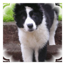 Border-Collie-Einladung