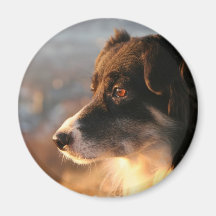 Border-Collie-Foto-Magnet Kühlschrankmagnete
