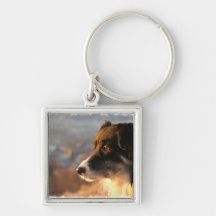 Border-Collie-Fotos Keychain Schlüsselbänder
