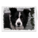 Border-Collie-Gruß-Karte