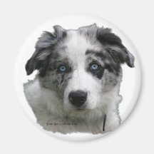 Border-Collie Kühlschrankmagnete
