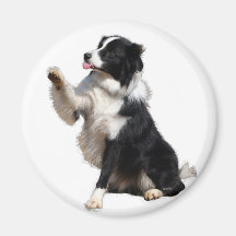 Border-Collie Kühlschrankmagnete