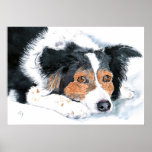 Border-Collie Mattie Druck Plakat