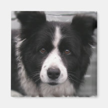 Border-Collie-quadratischer Magnet Magnete