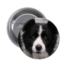 Border-Collie-runder Knopf Anstecknadel