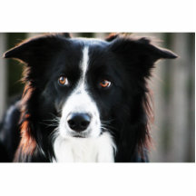 Border-Collie-Skulptur Foto Figuren