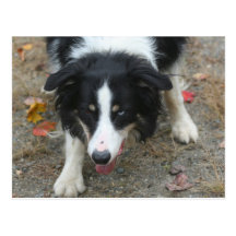 Border-Collie-Starren-Hundefoto-Postkarte