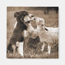 Border-Collie und Lamb~Magnet Kühlschrankmagnete