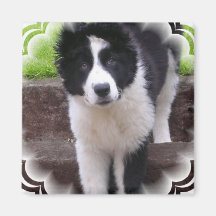 Border-Collie-Welpen-Quadrat-Magnet