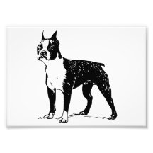 Boston Terrier Photographien