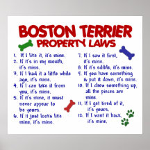 BOSTON TERRIER PL2 POSTERDRUCK
