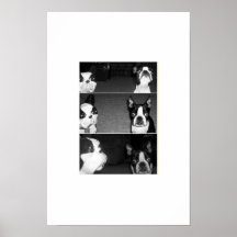 Boston Terrier Plakat