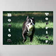 Boston Terrier Posterdrucke