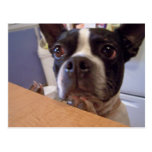 Boston-Terrier Postkarten