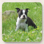 Boston-Terrier-Welpe im Wiesen-Untersetzer-Set