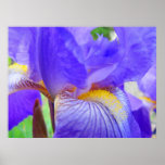 Botanische Kunst der klaren hellen blauen lila Iri Posterdruck