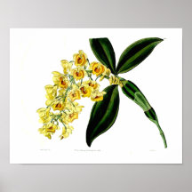 Botanischer Druck Plakate