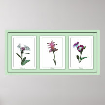 Botanisches Trio-Blumenplakat