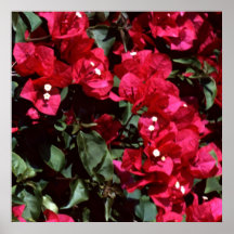 Bouganvilla Plakat