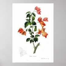 Bouganvilla spectabilis posterdrucke
