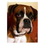 Boxer-Hund Postkarte