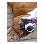 Boxer-Hundepostkarte
