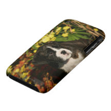 Boxer-Welpen Case-Mate iPhone 3 Hülle