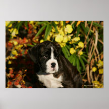 Boxer-Welpen Posterdrucke