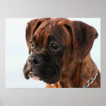 Boxerwelpenplakat