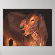 Brahman Plakat